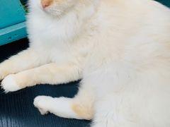 -猫小院猫主题咖啡厅(北锣店)