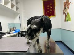 -特一安24小时宠物医院·骨科·中兽医