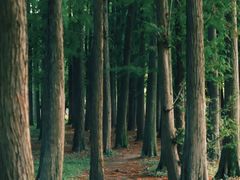 -上海共青森林公园