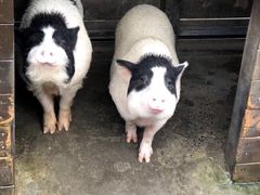 -田园东方蜜桃村的田野营地