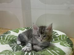 -青奢宠物·青奢猫舍