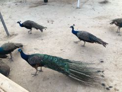 -萌宠亲子动物乐园(槐房万达店)