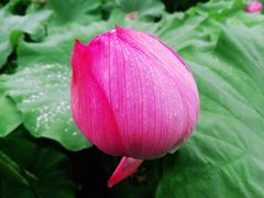 -陈家山荷花公园