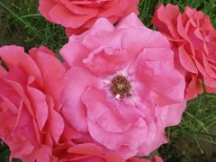 -甜心客(老汽车站店)