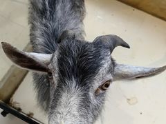 -怪兽屋·羊驼·猫咖·狗咖(俊华广场店)