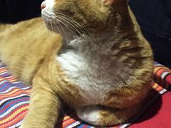 -Sirena海妖日咖夜酒