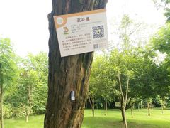 -南宁良凤江国家森林公园