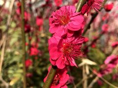 -北京鹫峰国家森林公园
