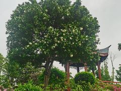 -东莞植物园