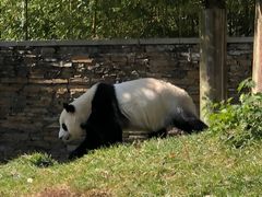 -卧龙中华大熊猫苑神树坪基地