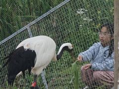 -盐城丹顶鹤湿地生态旅游区