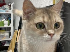 -琪喵猫屋·撸猫猫咖·猫舍
