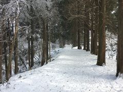 -庐山风景区花径公园