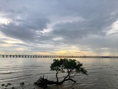 -宝安西湾红树林湿地公园