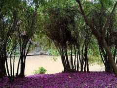 -南宁良凤江国家森林公园