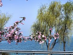 -西京湾花海