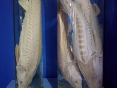 -上海海洋大学鱼文化博物馆(军工路校区)