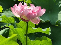 -陈家山荷花公园