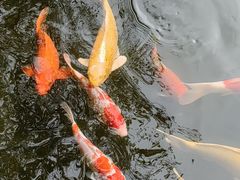 -顺德渔村·岭南一号