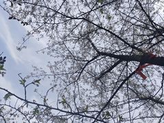 -紫蓬山国家森林公园