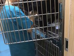 -仁华宠物医院(青羊店)