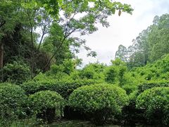 -火炉山森林公园