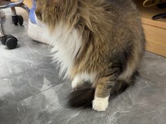 -东莞宠友24H宠物中心医院·转诊夜诊·异宠(新河北路院)