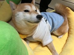 -逗柴咖啡屋·狗咖猫咖宠物桌游