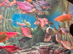 -上海海洋水族馆