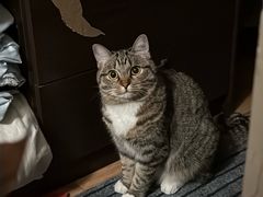 -心仪动物医院·牙专科·肿瘤·心脏科(西客站院)