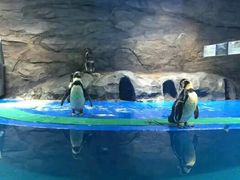 -北戴河圣蓝海洋公园