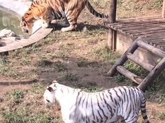 -石家庄市动物园