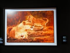 -罗红摄影艺术馆