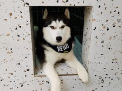 -Husky Go!哈士奇体验馆·宠物咖啡厅狗咖