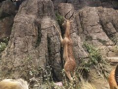 -陕西自然博物馆