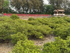 -北海金海湾红树林生态旅游区