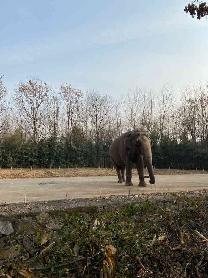合肥野生动物园-"大蜀山动物园位置很好马路两边都可以临时停.