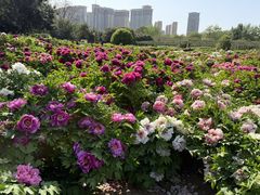 -洛阳市隋唐城遗址植物园