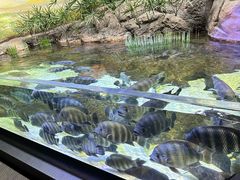 -上海海洋水族馆