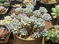 -双季花艺园艺市场(浦东店)