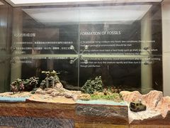 -烟台自然博物馆
