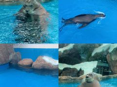-海合安成都极地海洋公园