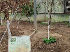 -上海都市菜园