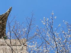 -武汉大学-樱园