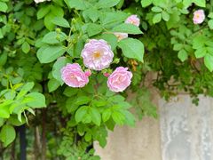 -解家河南菜(商鼎路店)