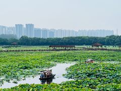 -荷塘月色湿地公园·向阳花洲