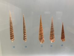 -青岛贝壳博物馆