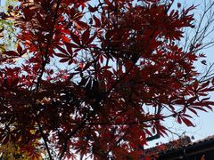 -芭东小镇温泉