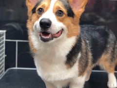 -小尾巴宠物店(万科·金域华庭店)