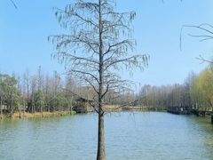 -上海长兴岛郊野公园